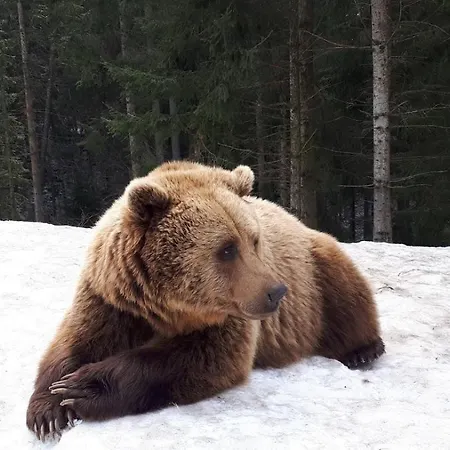 Котедж Синевир *